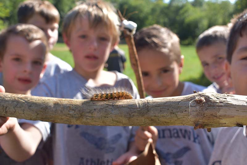 Caterpillar on branch with boys look at it