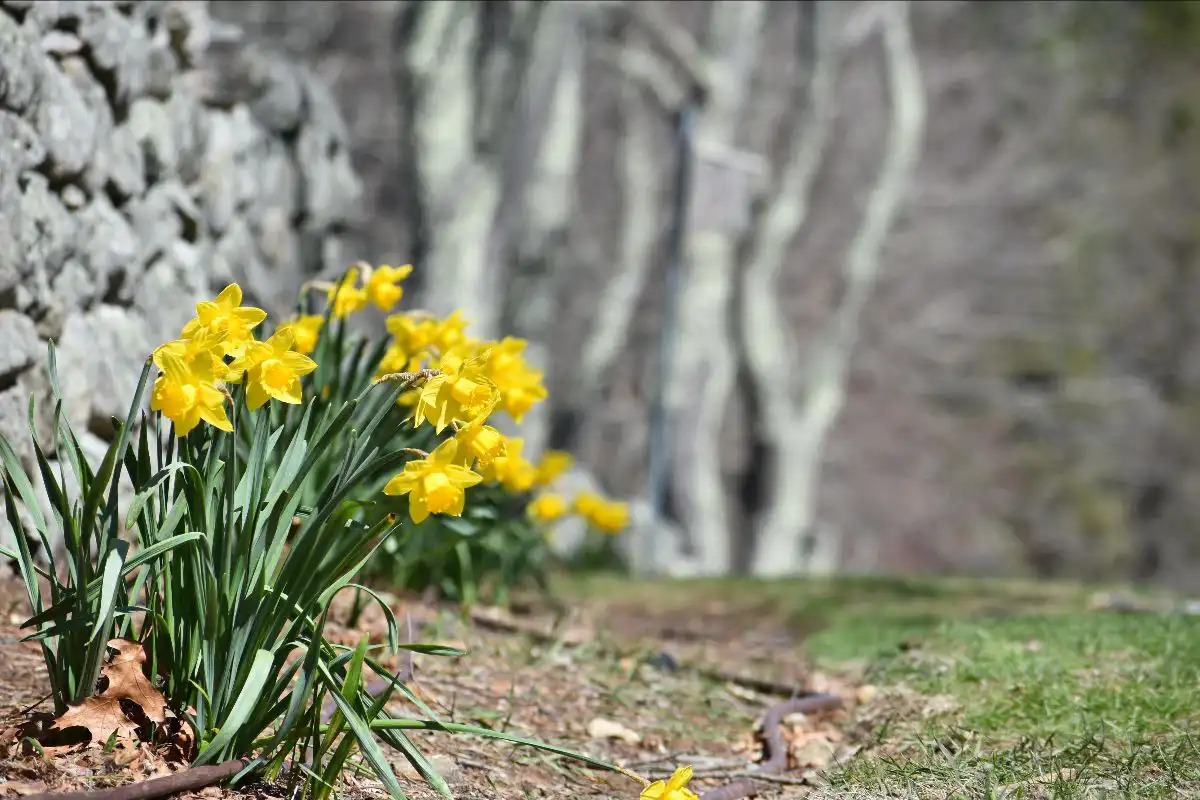 Daffodils by stone wall
