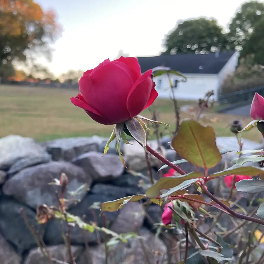 Talk and beyond, Rose on Sparhawk grounds